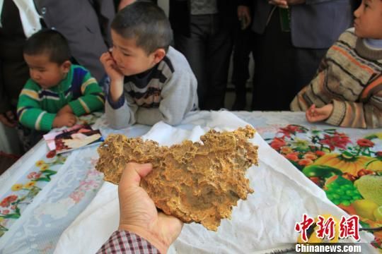新疆青河县一牧民上周意外捡到重7.85公斤公斤左右的一块狗头黄金，这块黄金酷似中国地图。 朱新峰 摄