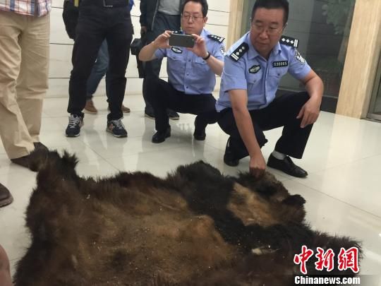 图为森林公安民警展示查获的大熊猫皮 马骞 摄