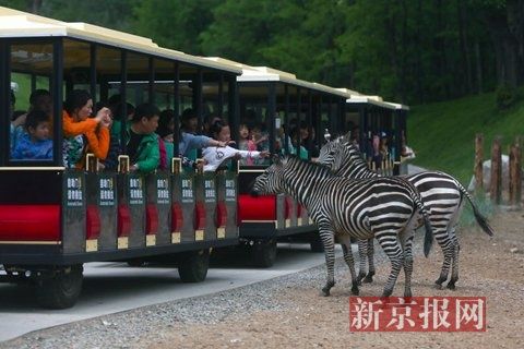 大兴野生动物园开自驾区 散养羊驼、东北虎车