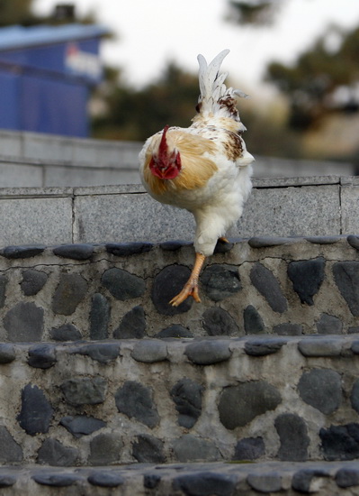 图文:会走模特步的大公鸡