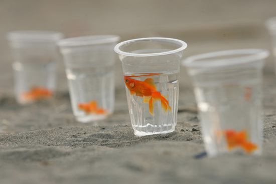 图文:塑料水杯卖金鱼