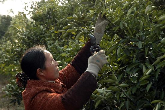 图文:桂林市资源县果农在修剪被冻坏的脐橙树
