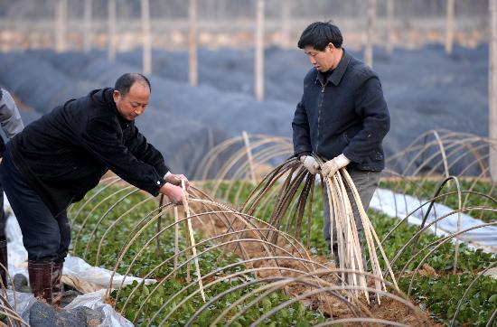 图文:安徽金寨灾区群众积极恢复农业生产