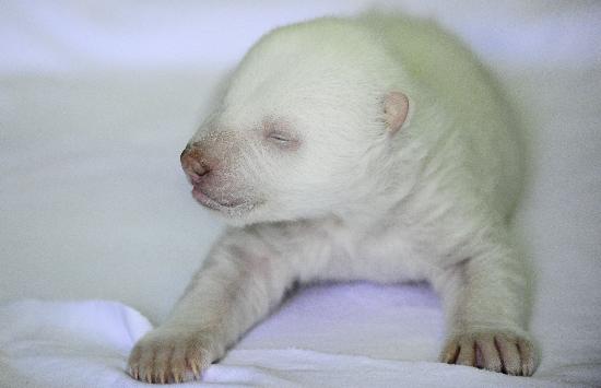 小北极熊出生后被"母亲"遗弃,经过