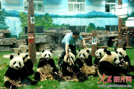 组图：奥运大熊猫已适应北京生活将与游客见面