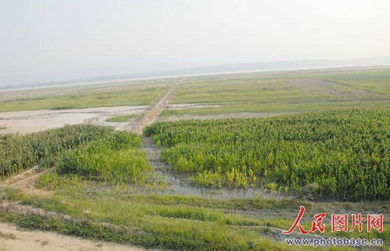 图文:污水流过田地致庄稼死亡
