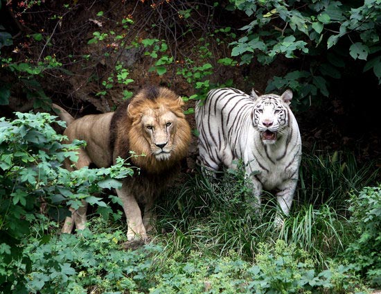 南京红山动物园成功繁殖3只狮虎兽(组图)