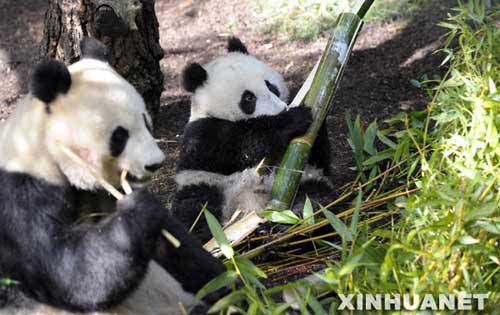 大熊猫"白云(左)和"珍珍"母子在美国加利福尼亚州圣迭戈动物园里吃