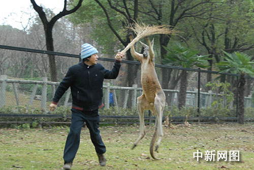 武汉动物园上演人与袋鼠搏击大战(组图)