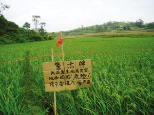 广西马山稻田塌陷出现直径10米大坑(图)