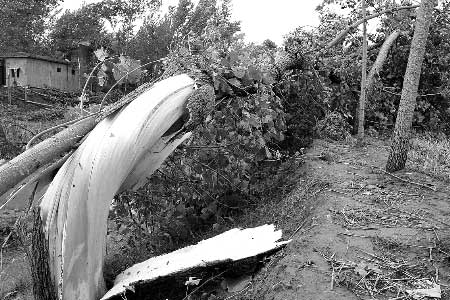 河南许昌遭龙卷风袭击5千多棵树木被折断(图)