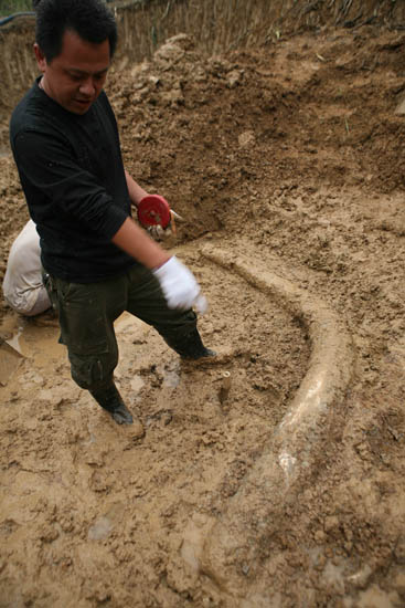 组图:安徽蒙城发现3米长古象牙化石