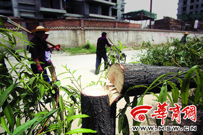 半夜按喇叭吓跑伐树的(图)