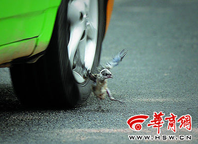 想要逃 却怎么也逃不掉(图)