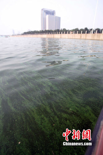 在汾河流经太原城区水面的中央，大量水藻随波逐流。 作 者：张云