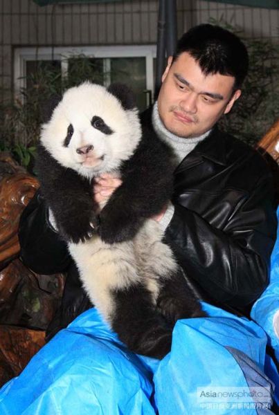 姚明夫妇探访成都大熊猫繁育研究基地(组图)