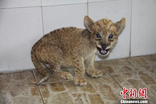 江苏常州动物园一狮子同胎产下罕见虎狮兽(图
