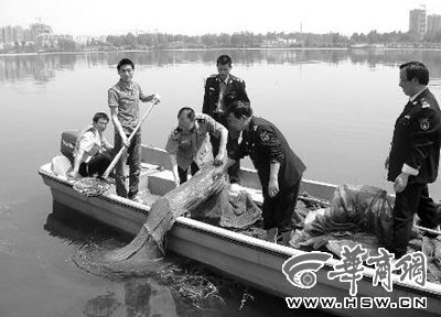 汉江放鱼刚+2+天有人就下地笼捕(图)