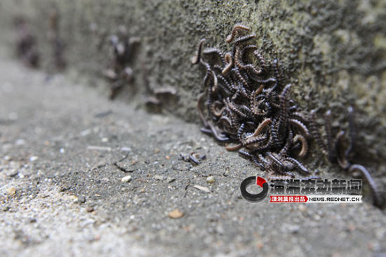 湖湘艺术品大市场小虫子成团爬墙 像蜈蚣[图]