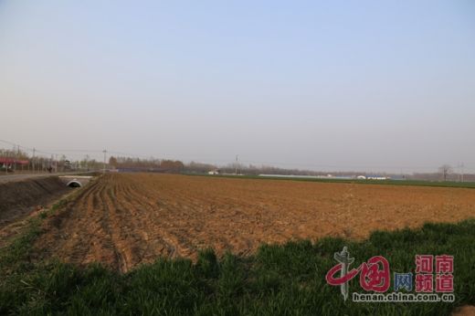 河南省西华县为举办桃花节毁数十亩麦田