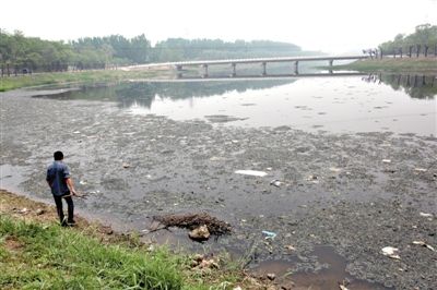 北京翠湖湿地公园附近河流出现大量死鱼(图)|农