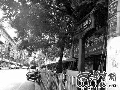 树枝遮挡路牌说已修剪 哪里剪了(图)