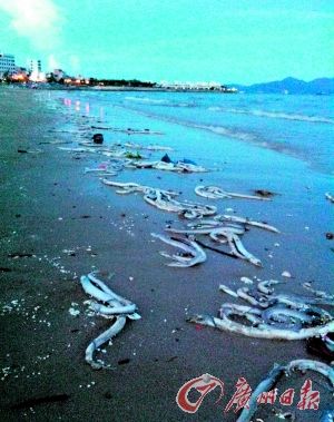 广东大亚湾海边出现大量死鱼(图)|死鱼|广东|管委会