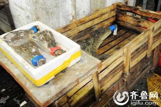 济南海鲜市场现卖鳄鱼头 40元一斤多流入高档