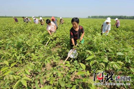 临城绿岭老总_临城绿岭核桃小镇