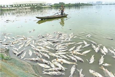武汉南太子湖10万斤鱼死亡 湖水成臭水(图)|湖