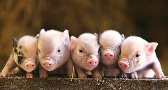 中国新闻周刊:13亿人的主粮由猪决定?|转基因
