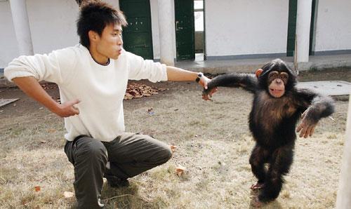 一名学生在动物园模仿黑猩猩的动作