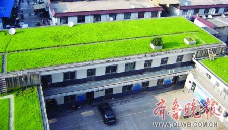 屋顶种青草好看又环保