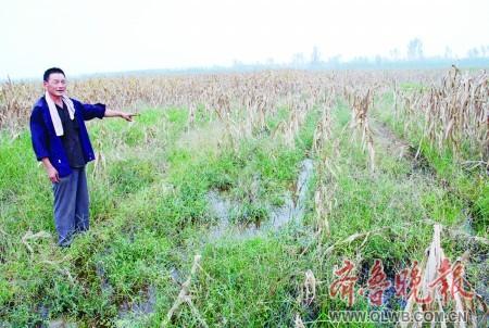 交了保费庄稼受灾却没人赔