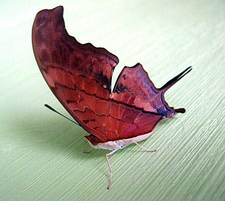 [昆虫]世界上12种最漂亮迷人的蝴蝶