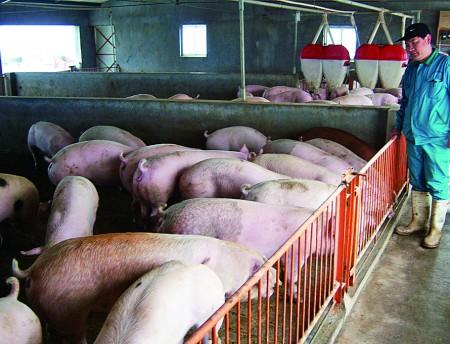 年后猪肉价格每斤下跌一元 养殖户称再亏本就减少母猪存养量