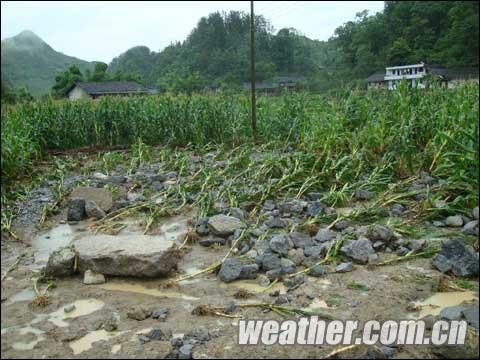 洪水冲毁庄稼(摄影:熊兴发)