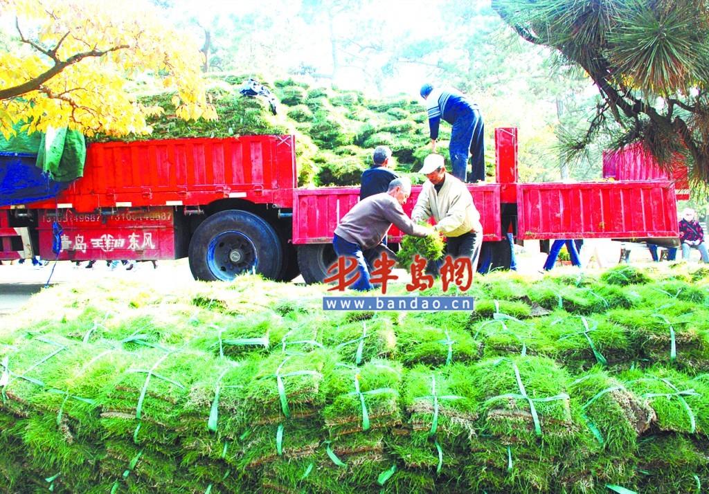 中山公园移植草皮10万平米 园林:肯定都能活