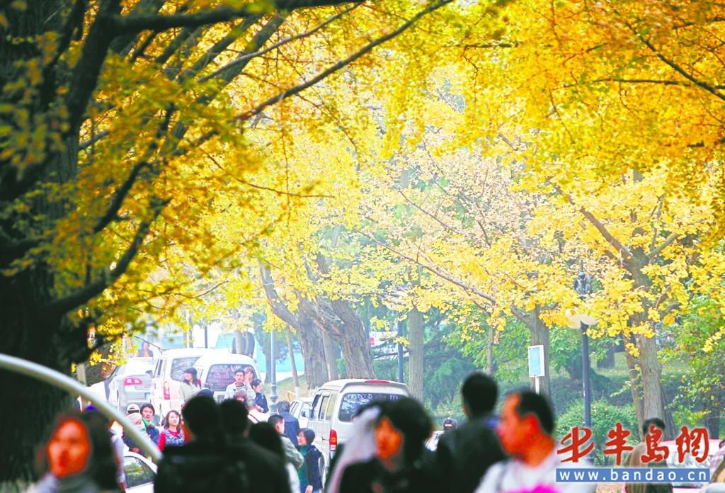 八大关景区银杏叶开始凋落; 青岛八大关风景区树叶黄了 美景让人痴醉