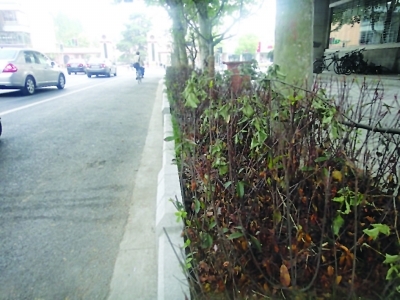 闹市百米绿化带全部枯死