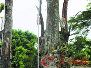 ����һЩ��������ľ������“����”���ơ�