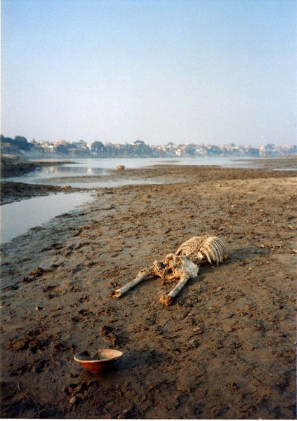 探秘印度圣河:与浮尸共沐浴(组图)