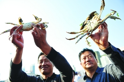 洪泽:大闸蟹当作宠物养