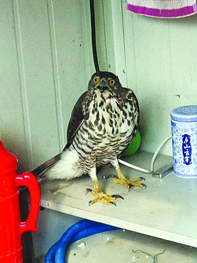 紫金山大鸟一头扎进停车场收费亭