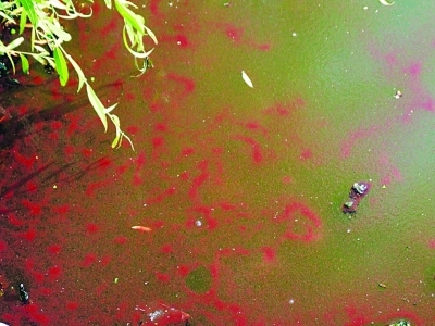 红鱼虫染红河面