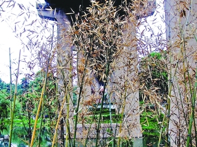 金川河边竹子大批枯萎