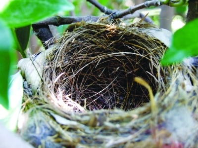 白头鹎夫妇筑巢孵雏市民悄悄拍下“育儿图”