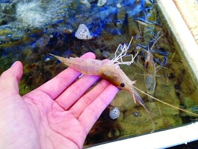 十多元白对虾冒充50多元基围虾