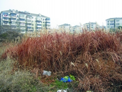 湖西街一闲置空地,飘起芦苇花