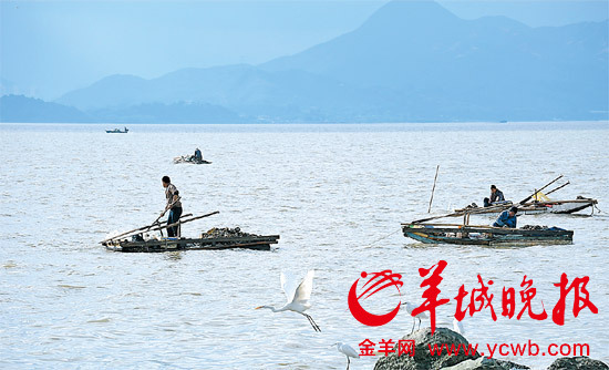 捕捞运输销售一条龙 深圳湾：盼禁渔区拯救候鸟天堂_新浪新闻
